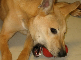 dog is eating the red ball