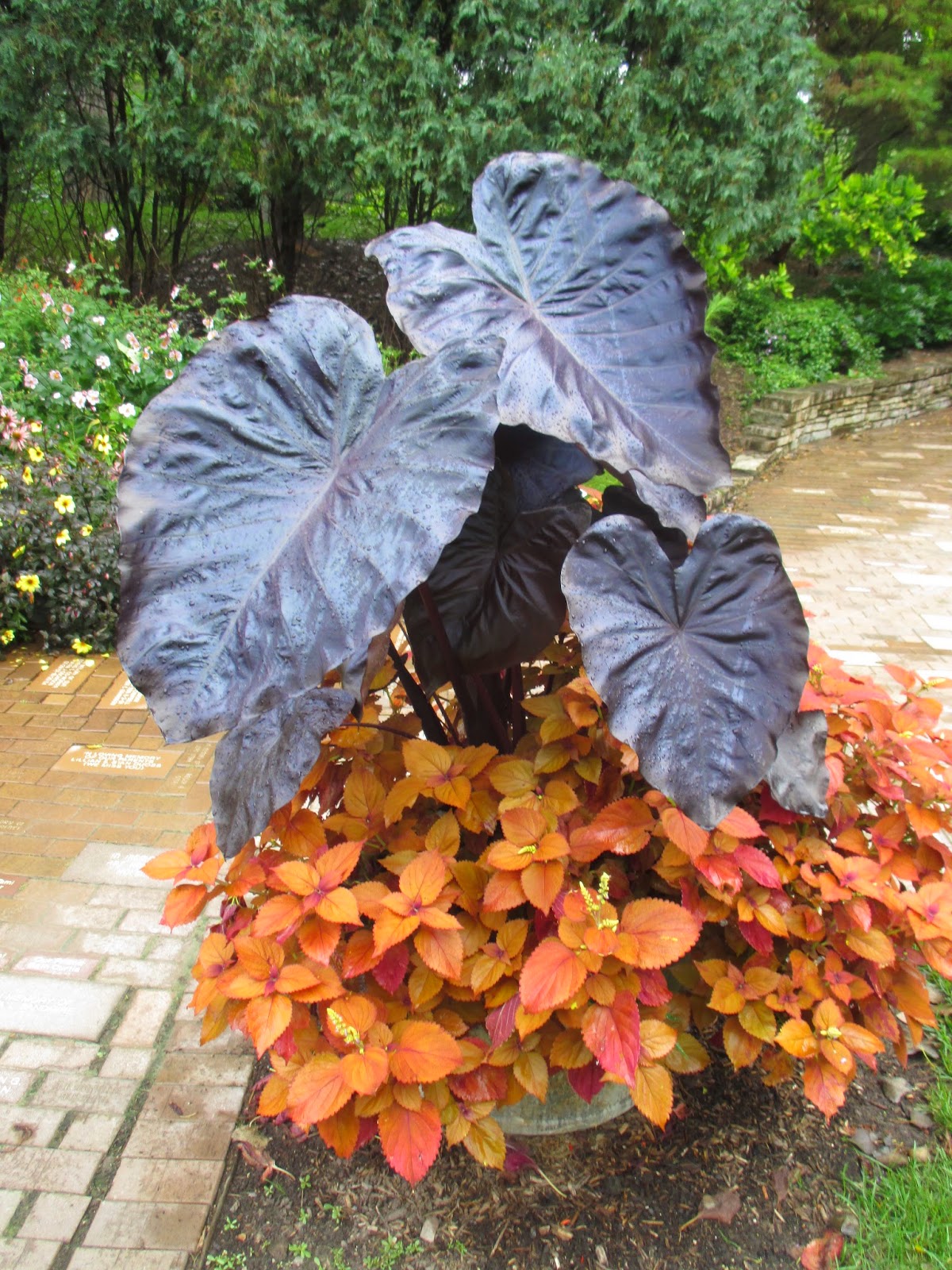2015 Elephant Ear Collection Rotary Botanical Gardens