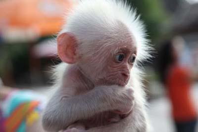 Cute Baby Monkey Picture