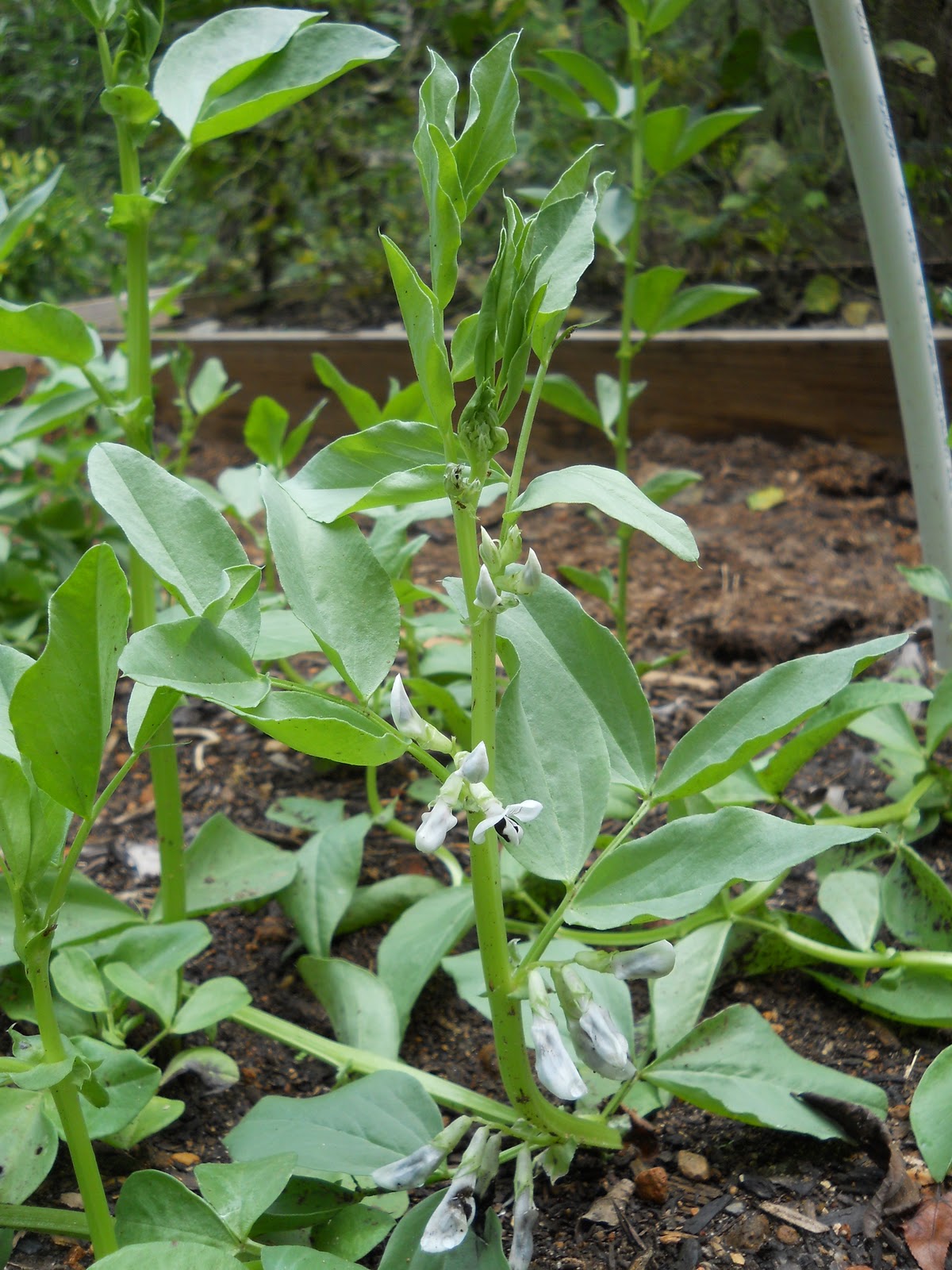 Sue's in the Garden Growing the Groceries Another 0.4 " of rain to