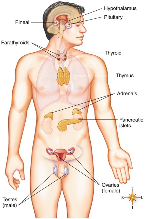 A&P: Chapter 10 The Endocrine System
