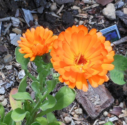 Spirea Spiraea X Vanhouttei In Bloom In The Garden Stock Photo