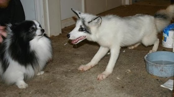 white wolf rescued arctic marble fox restored back to health with