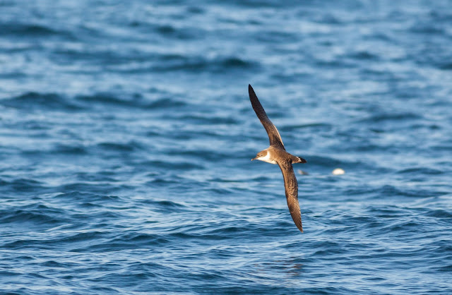 Great Shearwater - Scilly