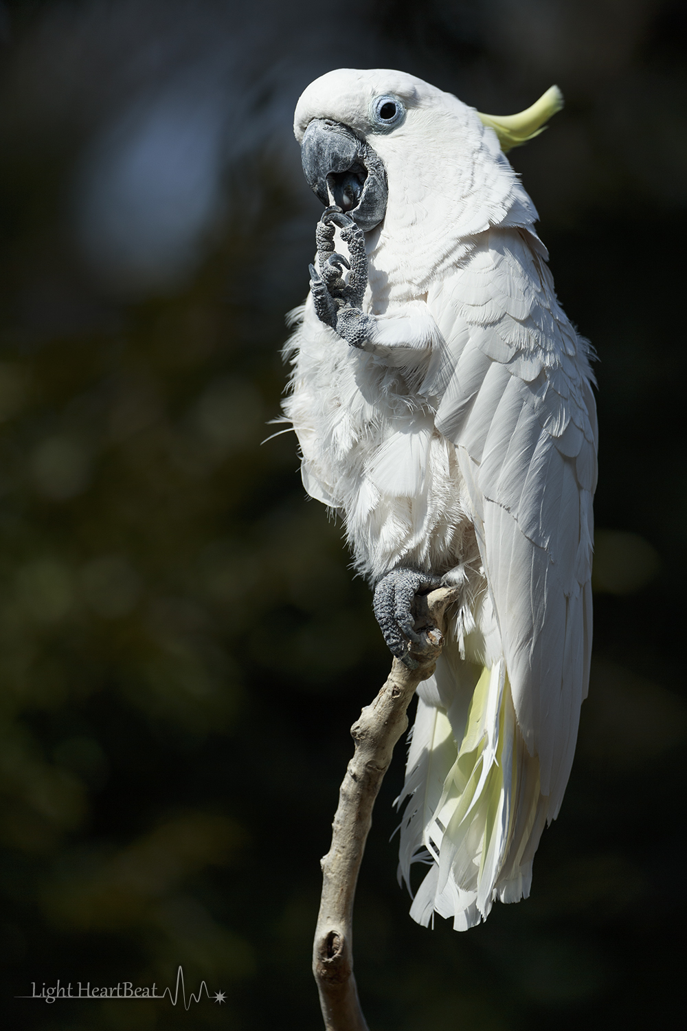 光の鼓動 Light Heartbeat 恩賜上野動物園 存外に鳥が多かった