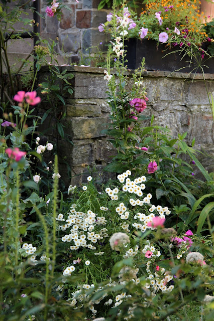 48 Best Honeysuckle Images Honeysuckle Vine Bloom Perennials