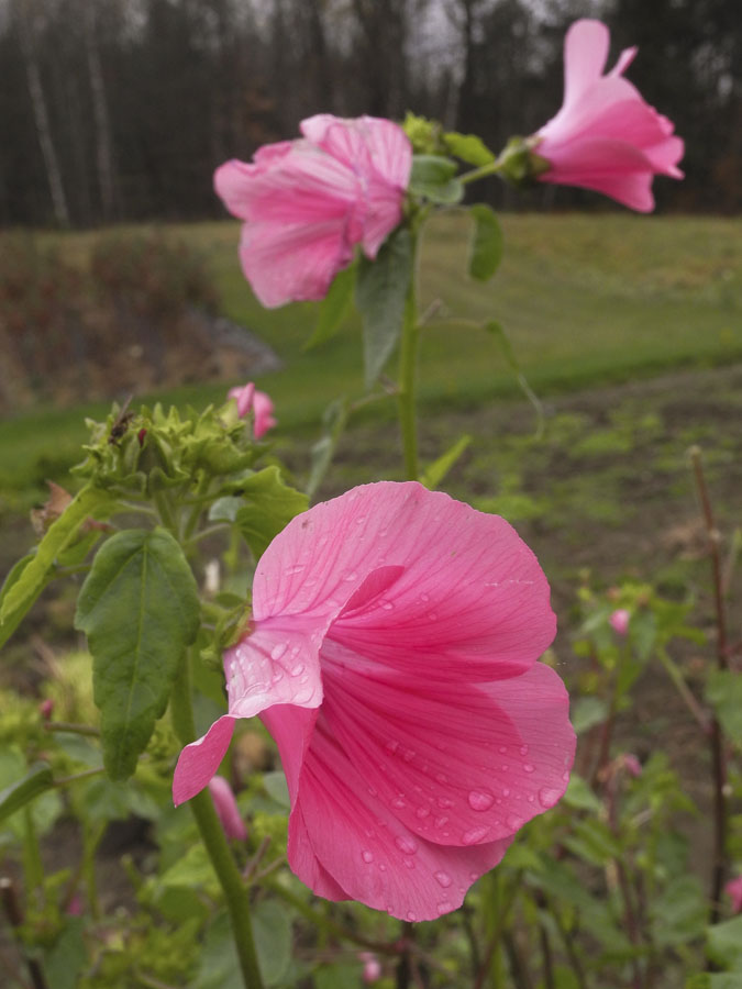 Defining Your Home Garden And Travel March 2009