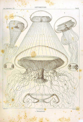 Leptomedusae, Jellyfish