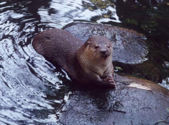 Lontras Você realmente sabia?