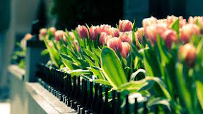 beautiful tulips