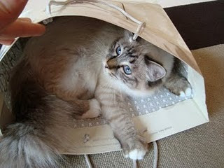 cerco un compagno di vita