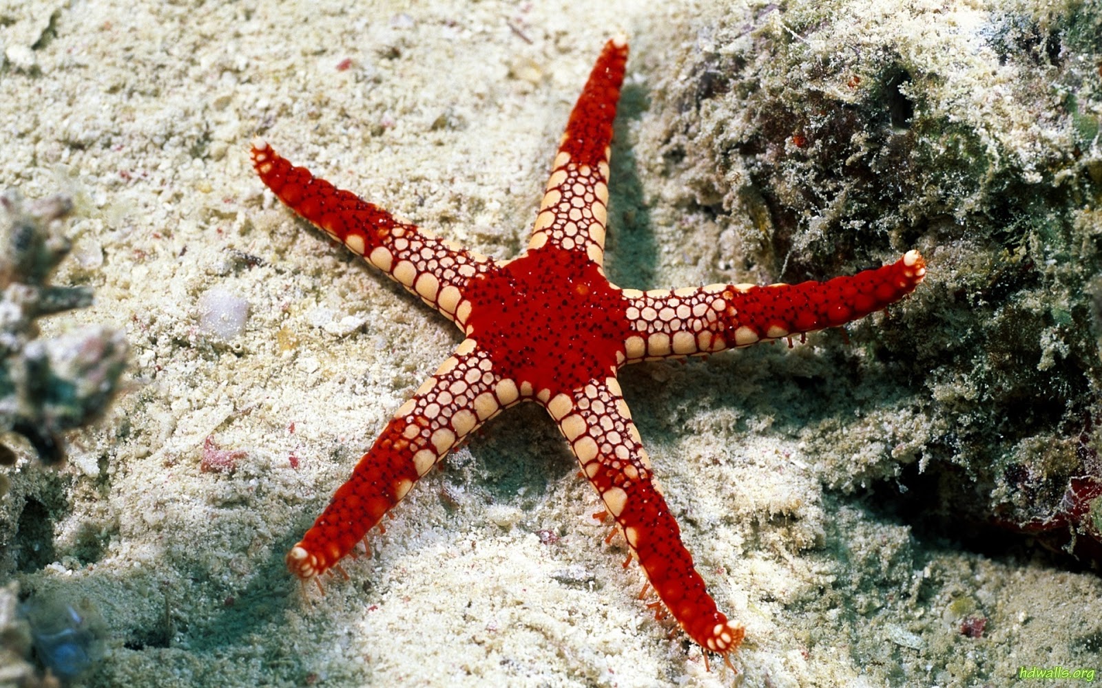 HD Starfish Wallpapers | Fun Animals Wiki, Videos, Pictures, Stories