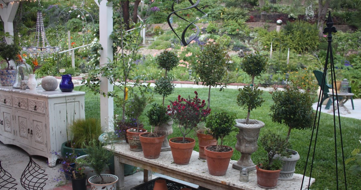 Rooted In Thyme Topiaries