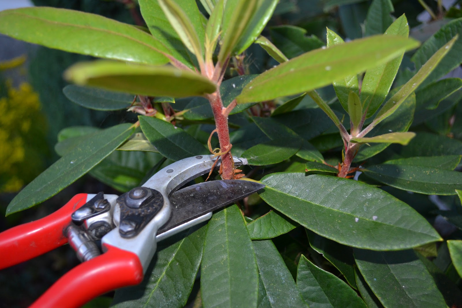 Home Garden + Design Rhododendron Pruning Now that was Easy!