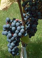 A variedade Prunelard, chamada "Pai da Malbec" esta reaparecendo em Gaillac