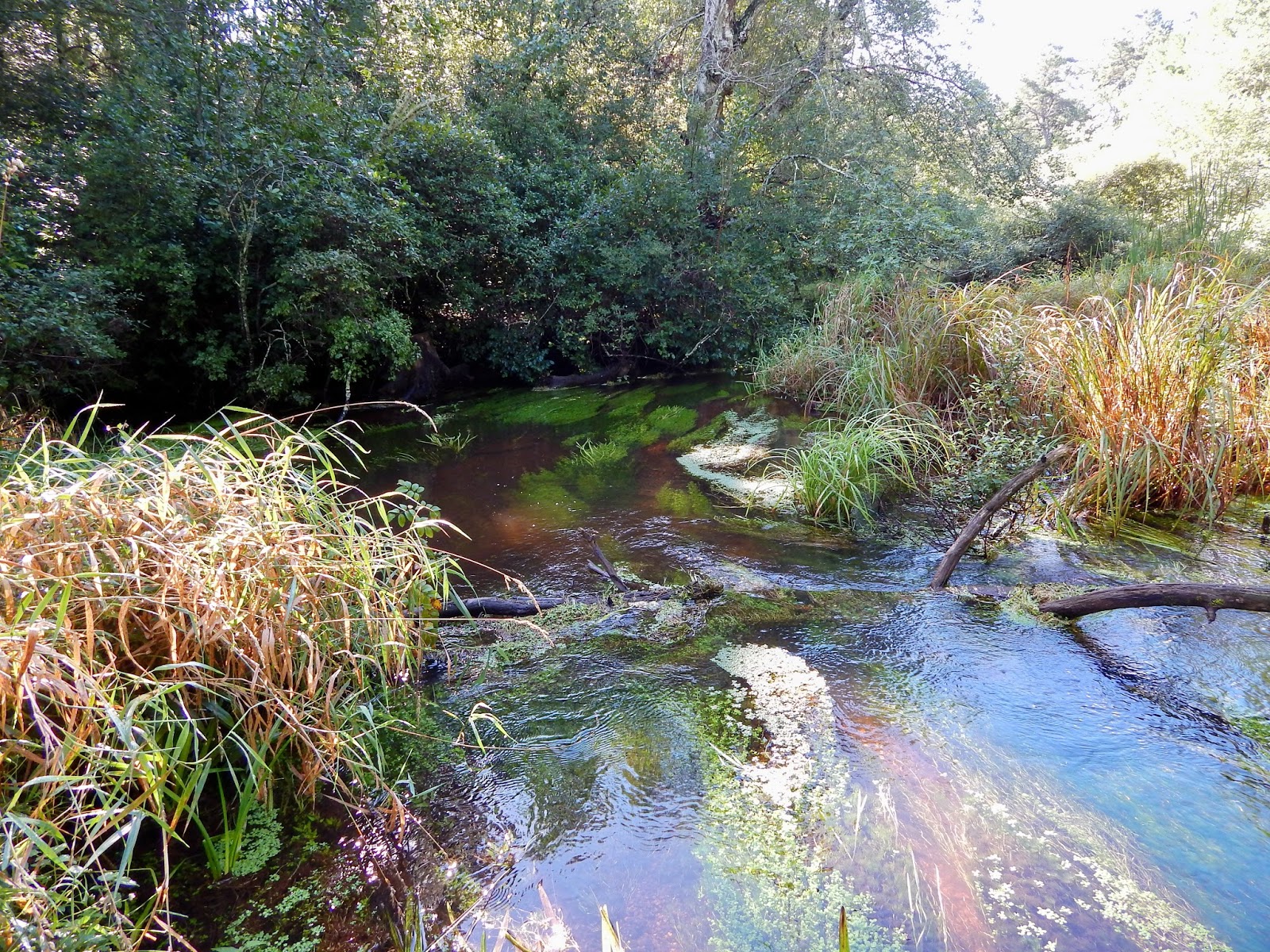 Small Stream Reflections Red Brook September 2015