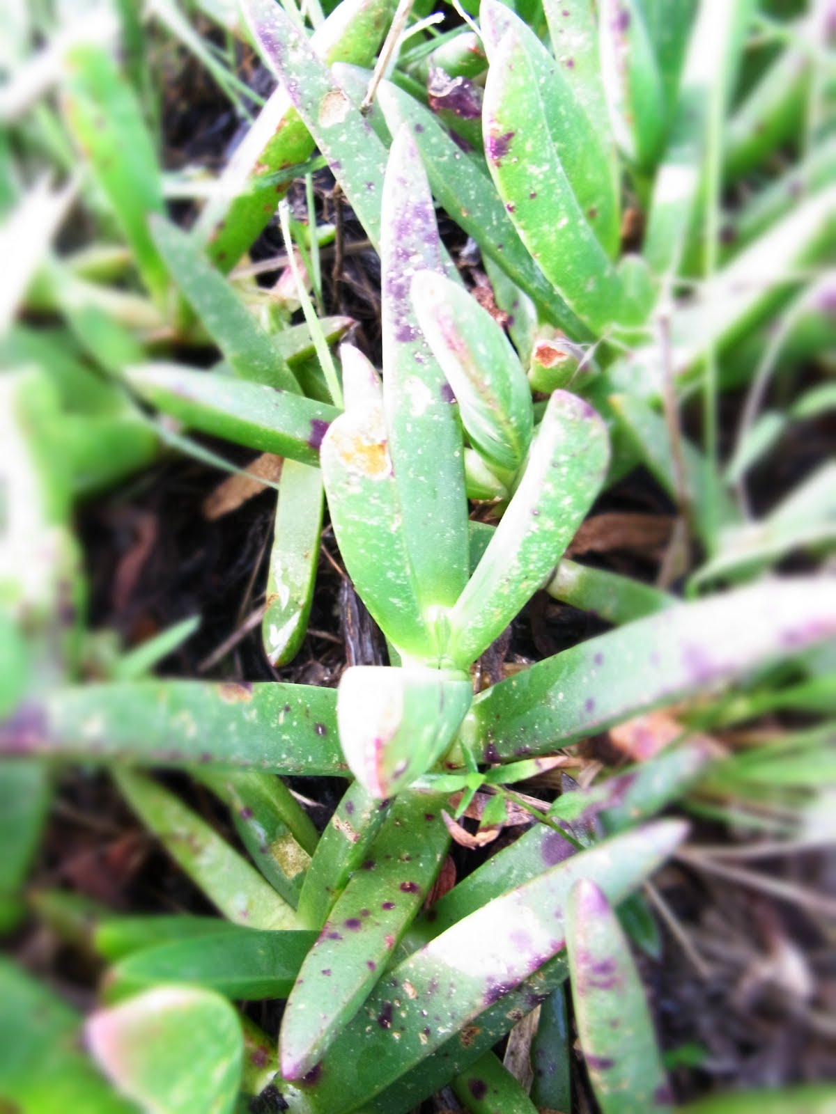 Provenance Growers: Finding food on Bruny