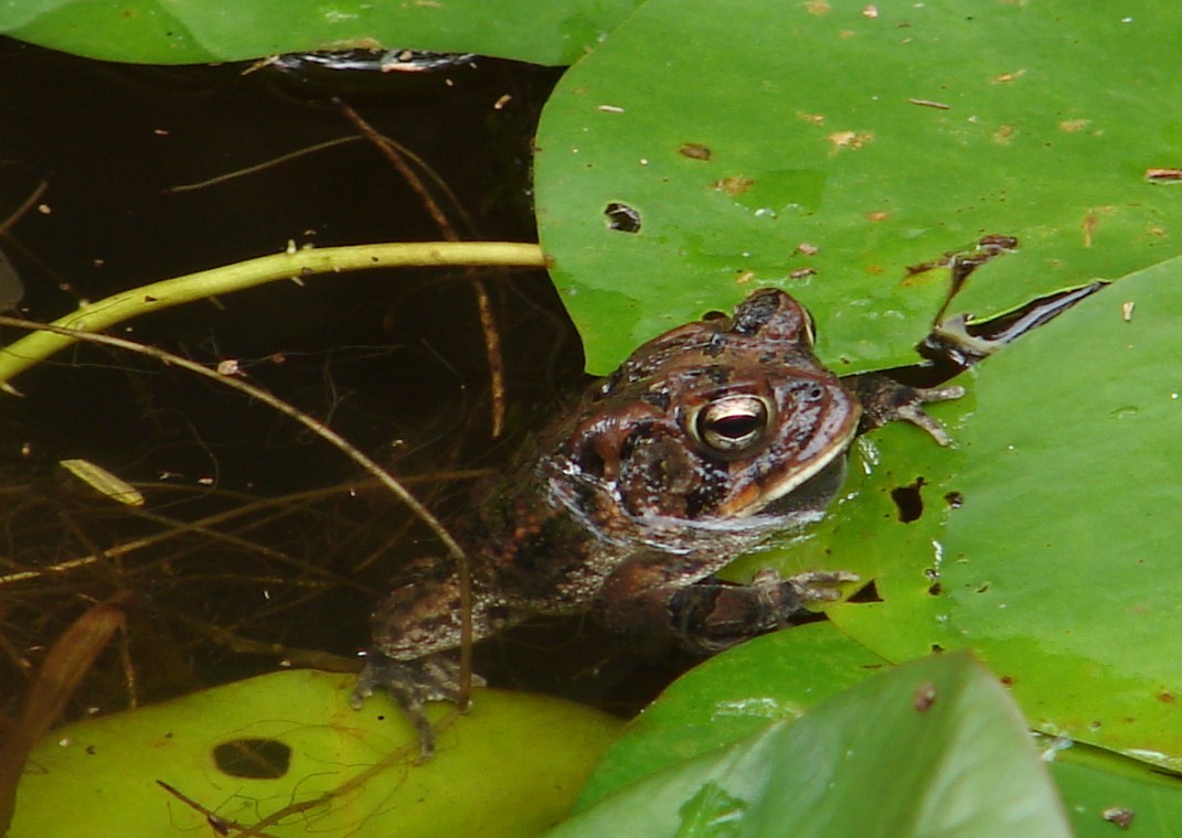 Bayou Lady: The Frog Pond is hopping!