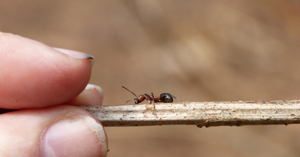 Insekten Und Spinnen Rund Um Haus Und Garten Archiv Huehner