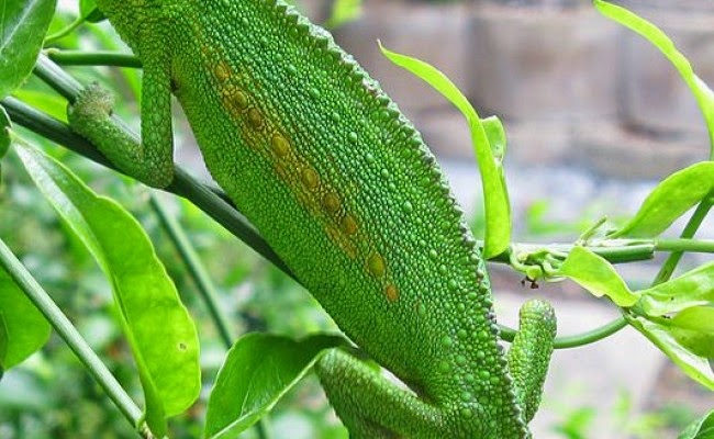 Bunglon Berkembang Biak dengan Cara: Mengenal Lebih Dekat Proses Reproduksi Bunglon