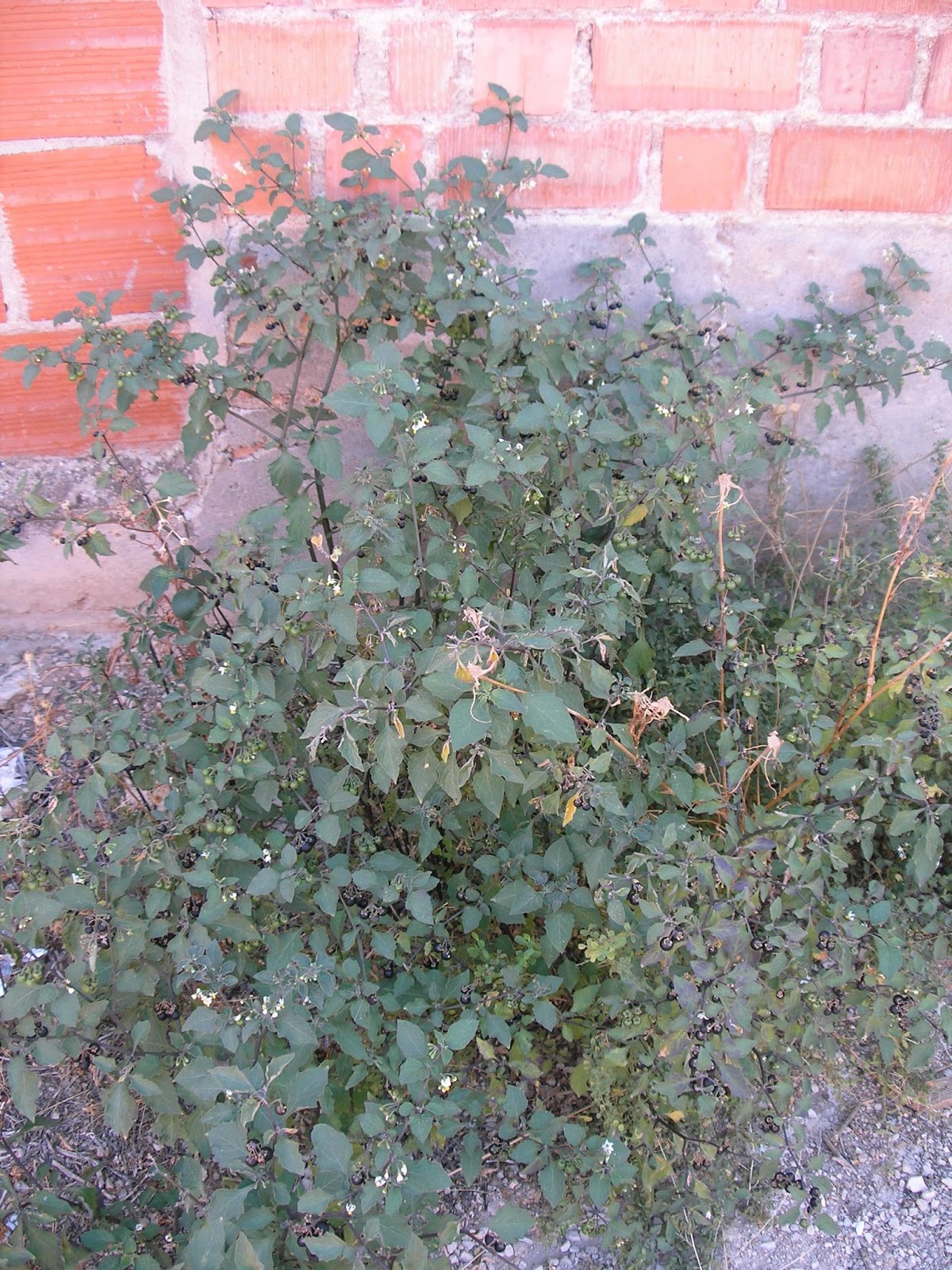 FLORA CAMPO DE MONTIEL Y ALREDEDORES TOMATILLOS DEL DIABLO, HIERBA