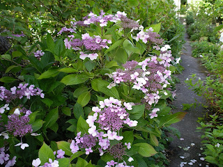 Hydrangea Petiolaris Care And Culture Travaldo S Blog