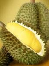 Iklim Yang Cocok Untuk Budidaya Tanaman Durian