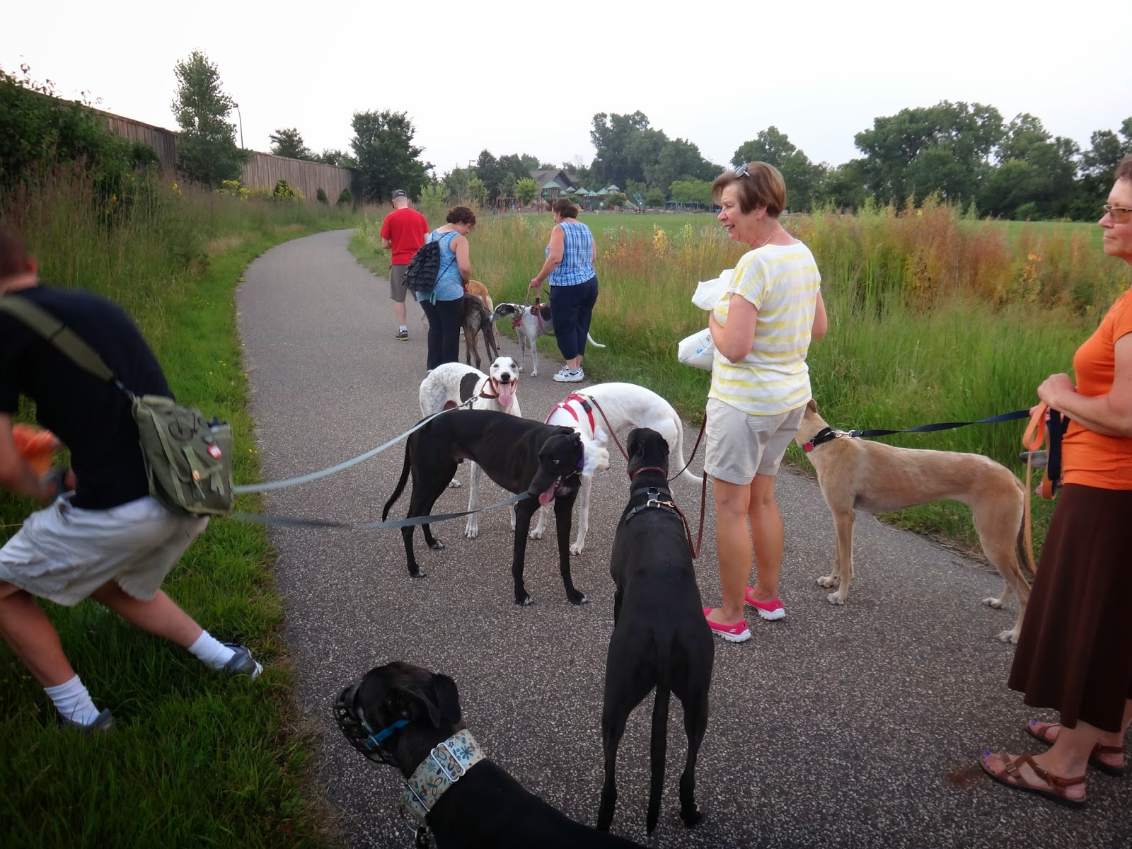 Northern Lights Greyhound Adoption Dog Blog Walking with 20 Hounds