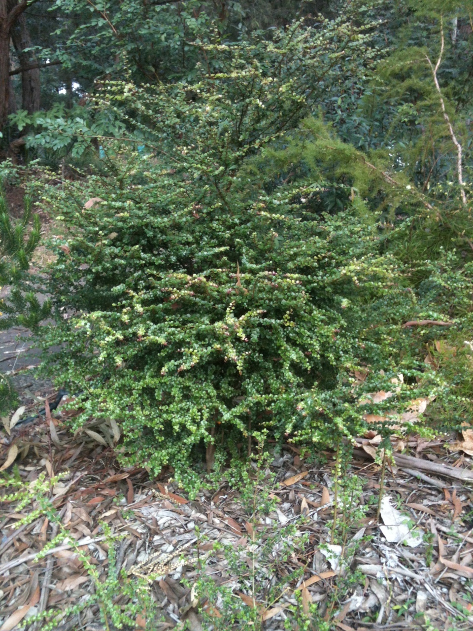 Hedge And Shrub Trimming Tips Advised By Experts Penniless Parenting