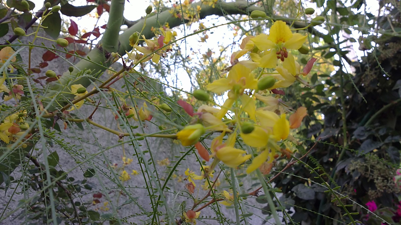 In A Costa Tropical Garden Parkinsonia aculeata........Jerusalem Thorn