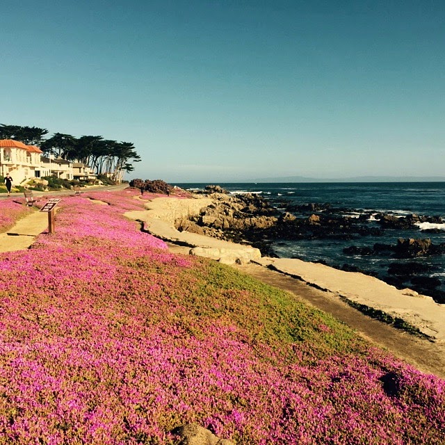 Travel M Girl Pacific Grove in Bloom