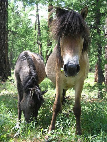 Mongolian Horses Seen On www.coolpicturegallery.us