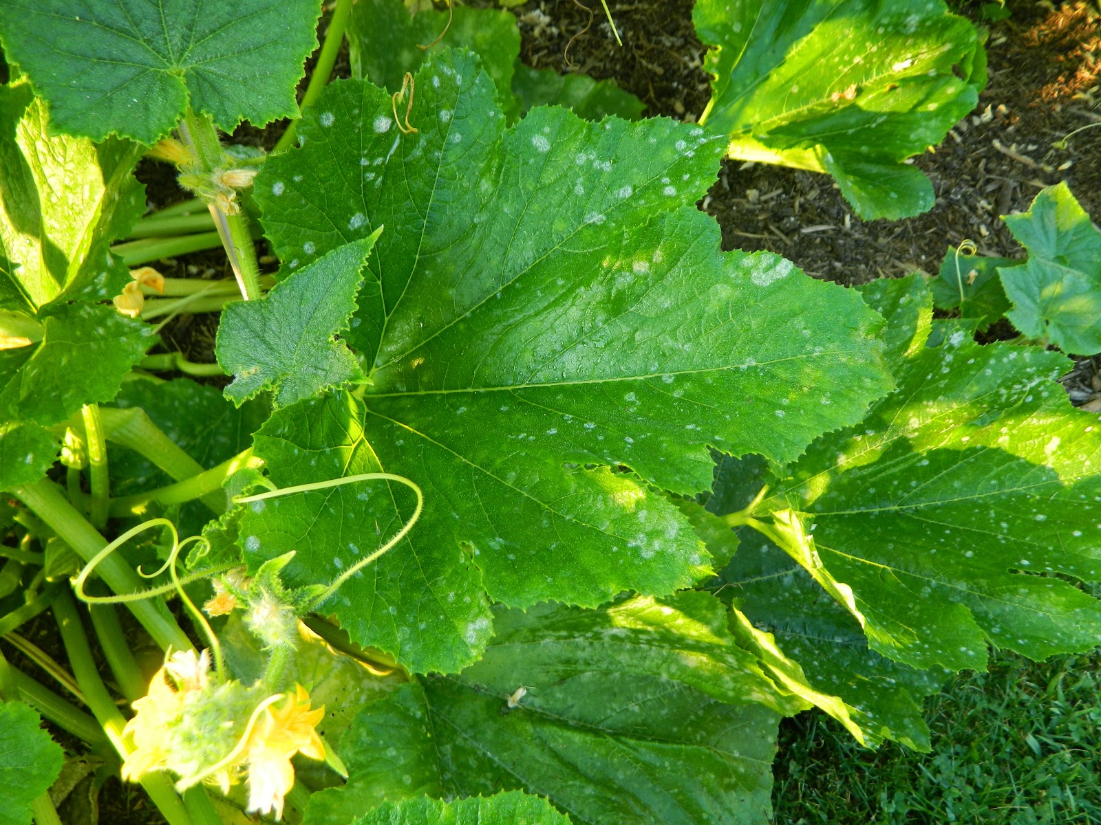 Pam's English Cottage Garden Oh, No! There's Powdery Mildew on My Plants!