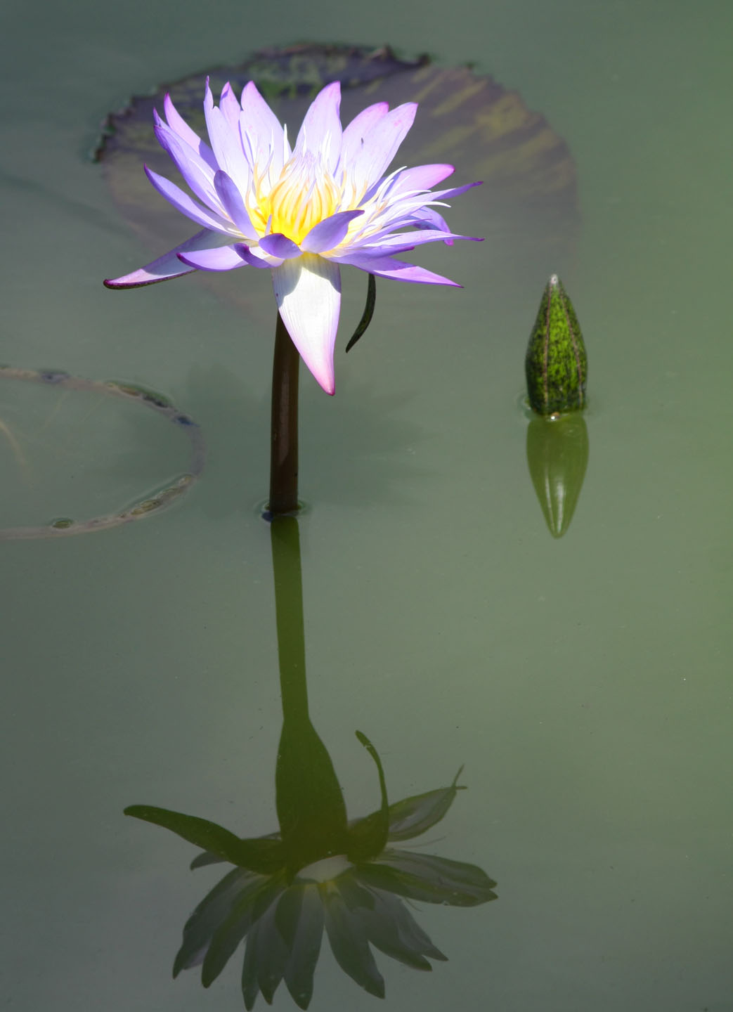 66 Square Feet (Plus) While growing from mud, it is unstained*