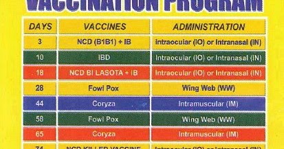 Vaccination Program For Gamefowl Chicks Fighting