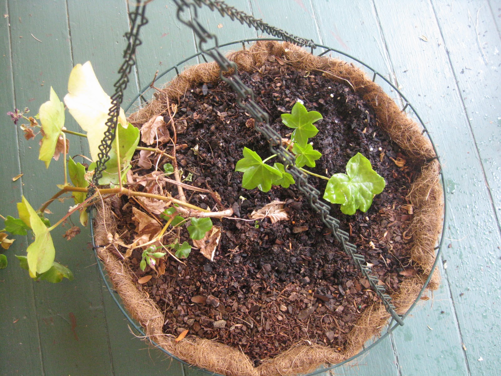 Helping hanging pots retain water in hot weather...