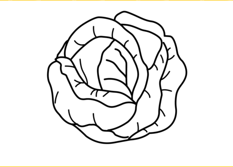 free download Cabbage vegetable coloring page for kids