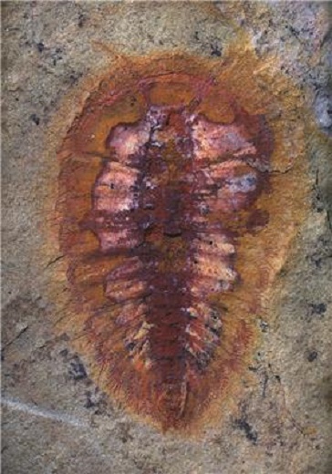 Spectacular Moroccan fossils redefine evolutionary timelines Spectacular Moroccan fossils redefine evolutionary timelines