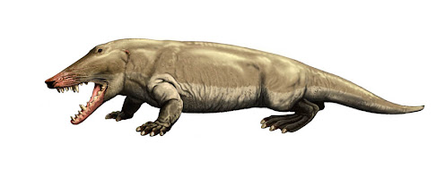 cetaceos de la prehistoria Ambulocetus