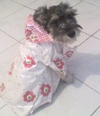 impermeable perro