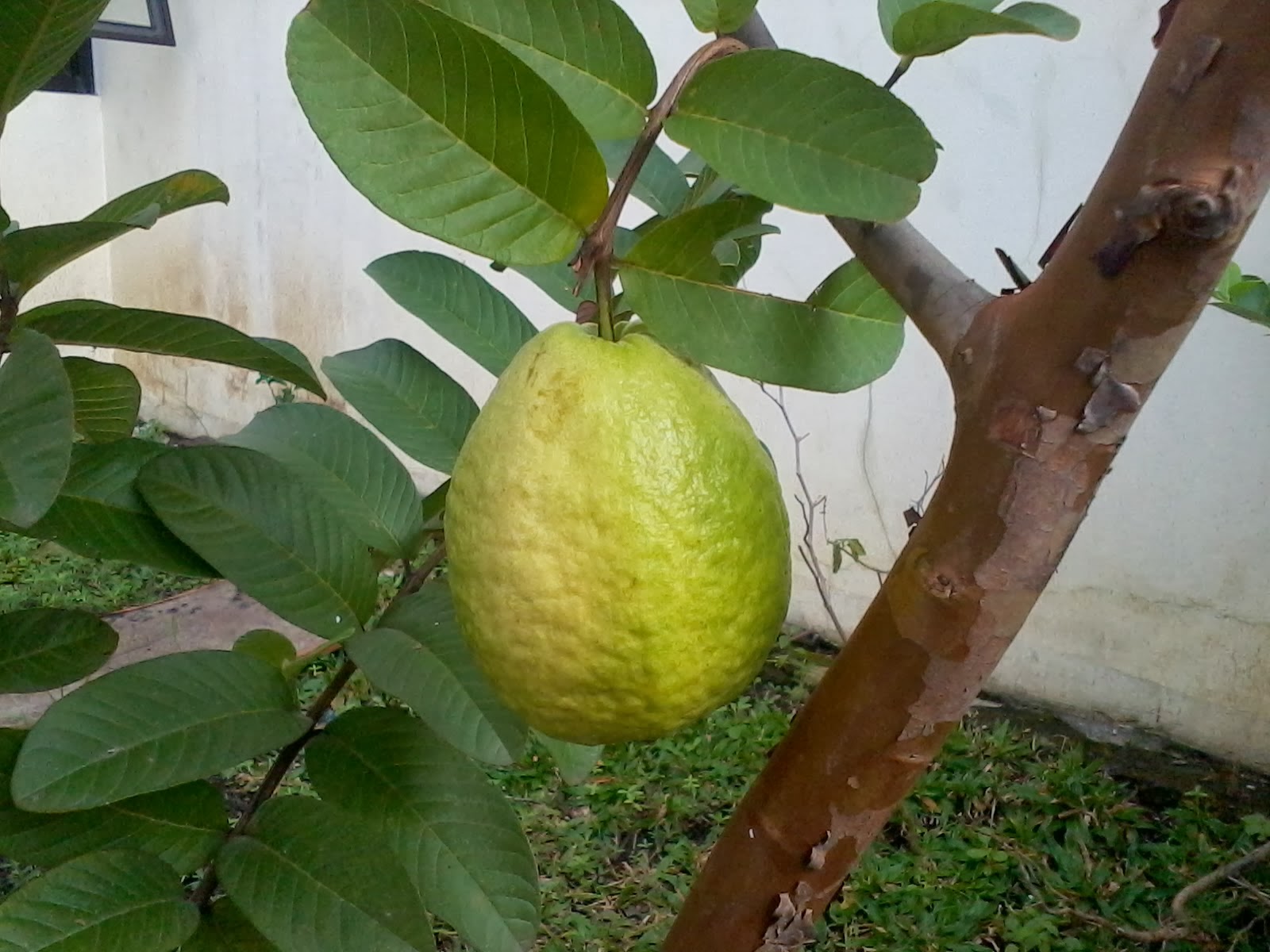 Caraka Purwo Wibisono: Mengenal manfaat dan khasiat buah jambu biji bangkok