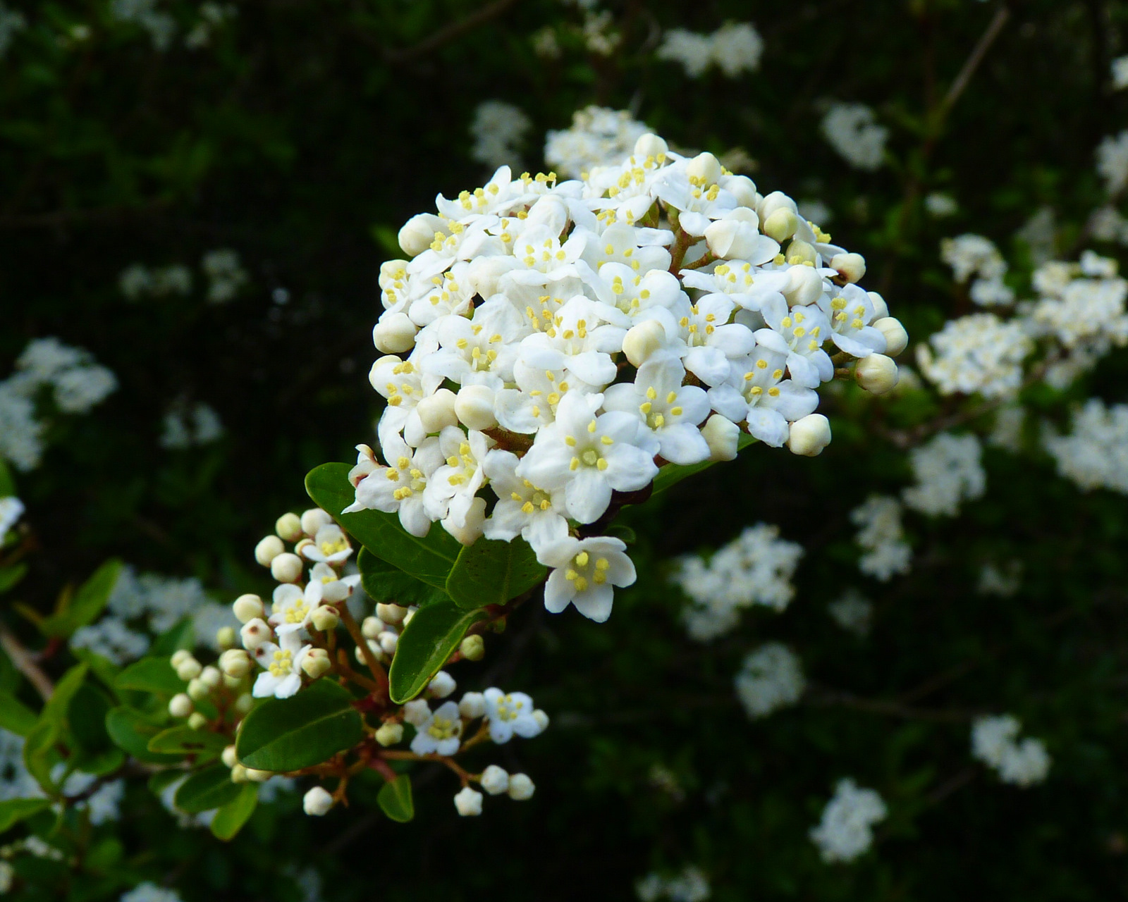 MOSI Outside Walter's Viburnum