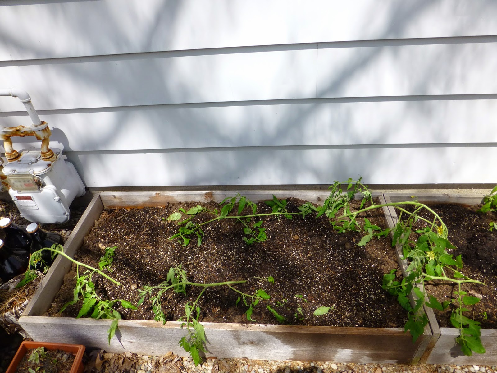 little*big*harvest Planting Tomatoes Sideways