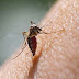 मच्छरों को भगाने का तरीका, आजमाएं मच्छर दूर भगाने के कुदरती उपाय