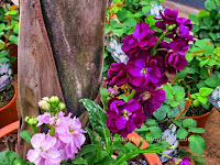 Matthiola incana