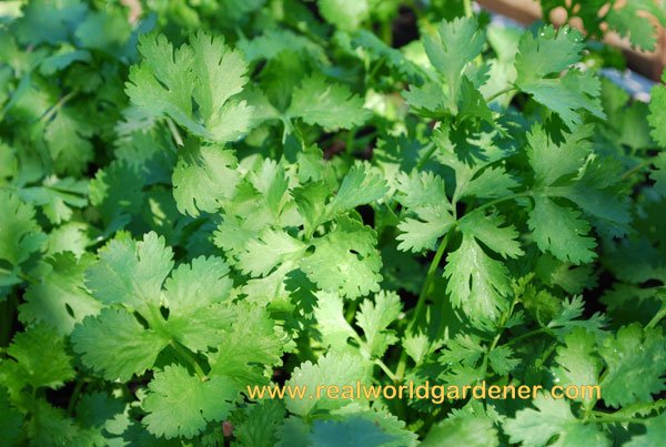 1-coriander%2Bleaf.jpg