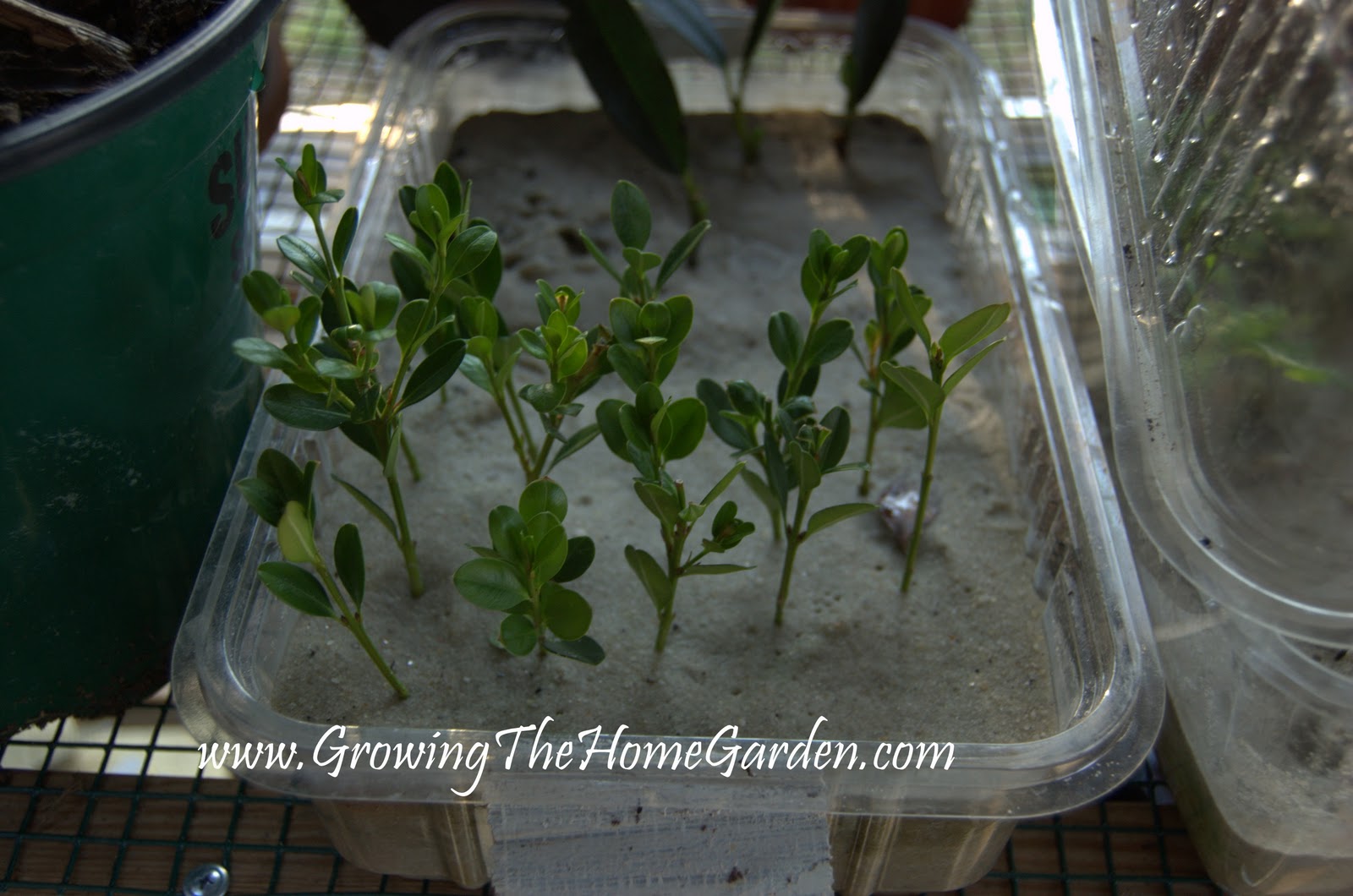 The Plant Hunter Boxwood Alternatives