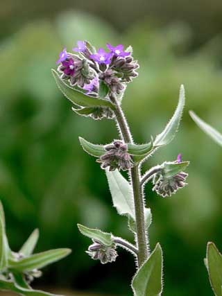 Blue Devil Flower