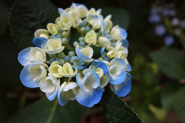 Hydrangea Ajisai Festival Toshimaen