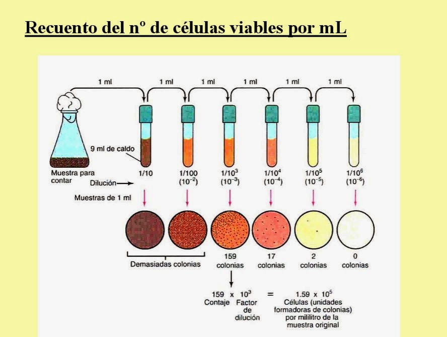 Recuento de Levaduras Viables (Método de las Diluciones) - Practicas de Microbiología Enológica